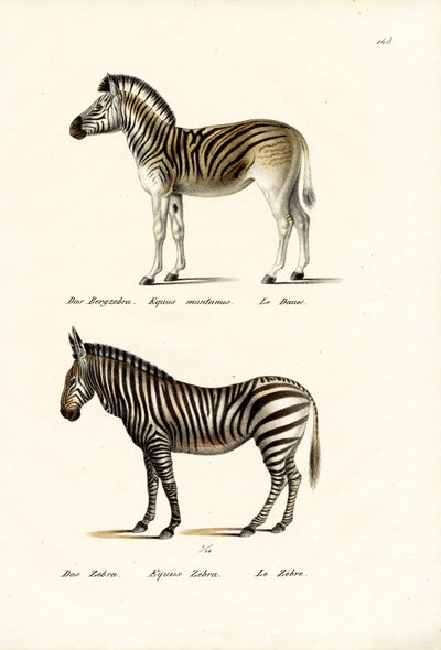 Zebra di Montagna, 1824 da Karl Joseph Brodtmann